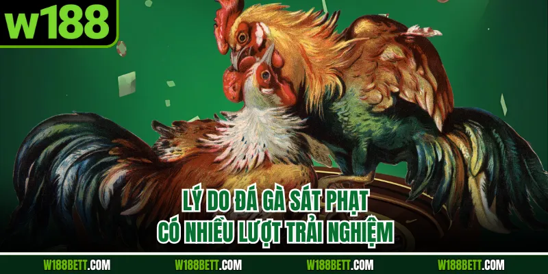 Lý do đá gà sát phạt có nhiều lượt trải nghiệm